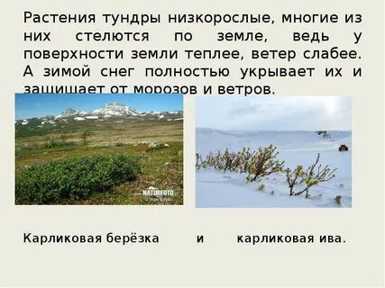 Почему в тундре