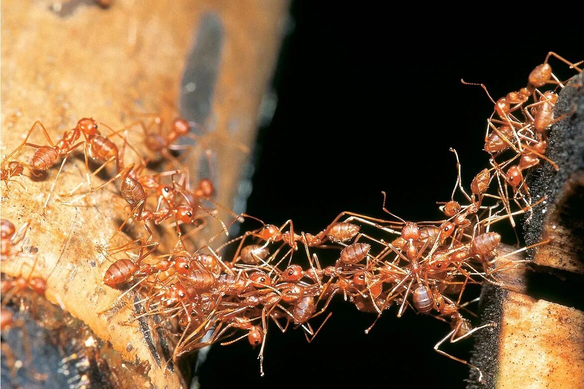 Муравьи сиафу. Марабунта муравьи. Муравьи кочевники мост. Колония кочевых муравьев. Несмотря на муравьиную склонность объединять свои
