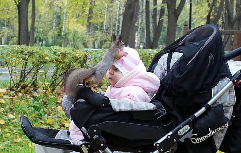 Дети колясками видео. Смешной малыш в коляске. Коляска для ребенка и собаки. Смешные коляски для детей. Ребенок в коляске прикол.