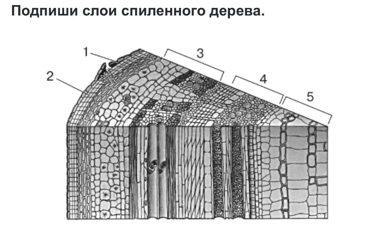 Строение стебля задания 6 класс. Слои спиленного дерева биология. подпишите слои на стволе спиленного дерева. слои на стволе спиленного дерева биология. слои на стволе спиленного дерева биология 6 класс.