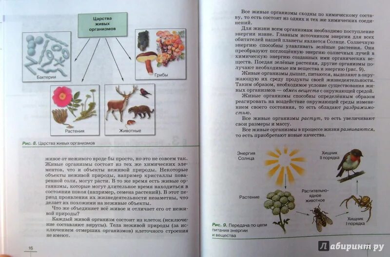 Содержание учебника биологии 6 класс пасечник. Биология бактерии грибы растения 5 класс Пасечник в.в. Биология 5 класс грибы и растения. Биология 5 класс учебник грибы. Биология 5 класс учебник Пасечник бактерии грибы растения.