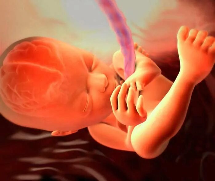 Плод в утробе матери. Плод на 21 неделе беременности. Как дышит ребенок в утробе. Ребенок задохнулся в утробе. Ребенок задохнулся в утробе.