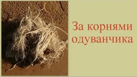 Одуванчик корневой системы