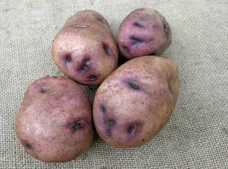 Глазки картошки. Сорт картофеля Синеглазка (Ганнибал). Сорт картофеля Синеглазка. Картофель семенной Синеглазка. Сорт картофеля Ганнибал.