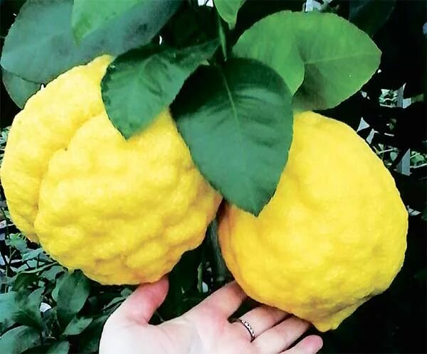 58. Названия лимонов. Сладкий лимон сорт. Названия лимонов. Лимон мейера.