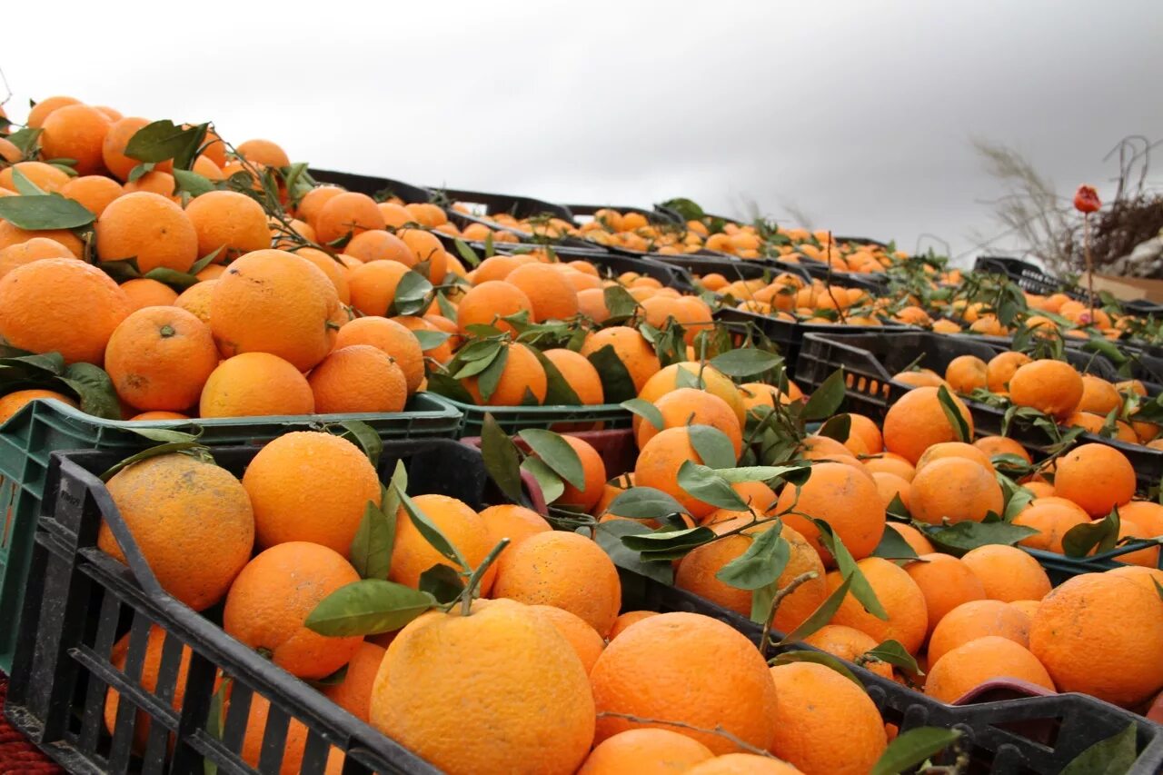 Урожайность апельсинов. Плантации мандарин в Абхазии. Мандарин Афурер Марокко. Плантация мандаринов Чеджу. Апельсины (Египет) / сорт «Валенсия».