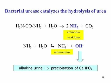 Cahpo4