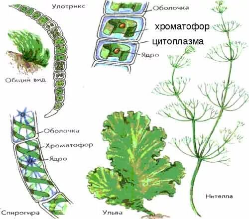 Лабораторная строение водорослей. Ламинария и улотрикс. Улотрикс водоросль строение. Строение улотрикса зелёная водоросль. Улотрикс и спирогира.