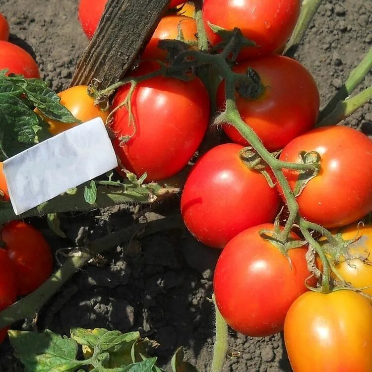 Томат маняша золотая сотка. Томат маняша семена алтая. Сорт томатов маняша. Томат алтайский сахарный семена алтая. Томат маняша.