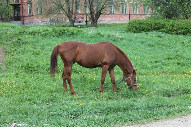 Marwan al shaqab arabian stallion. Песни рыжий конь. Конь рыжий. Рыжая лошадь фото. Рыжий жеребец.