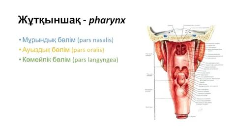 Ішінде спермы бар орыс порно
