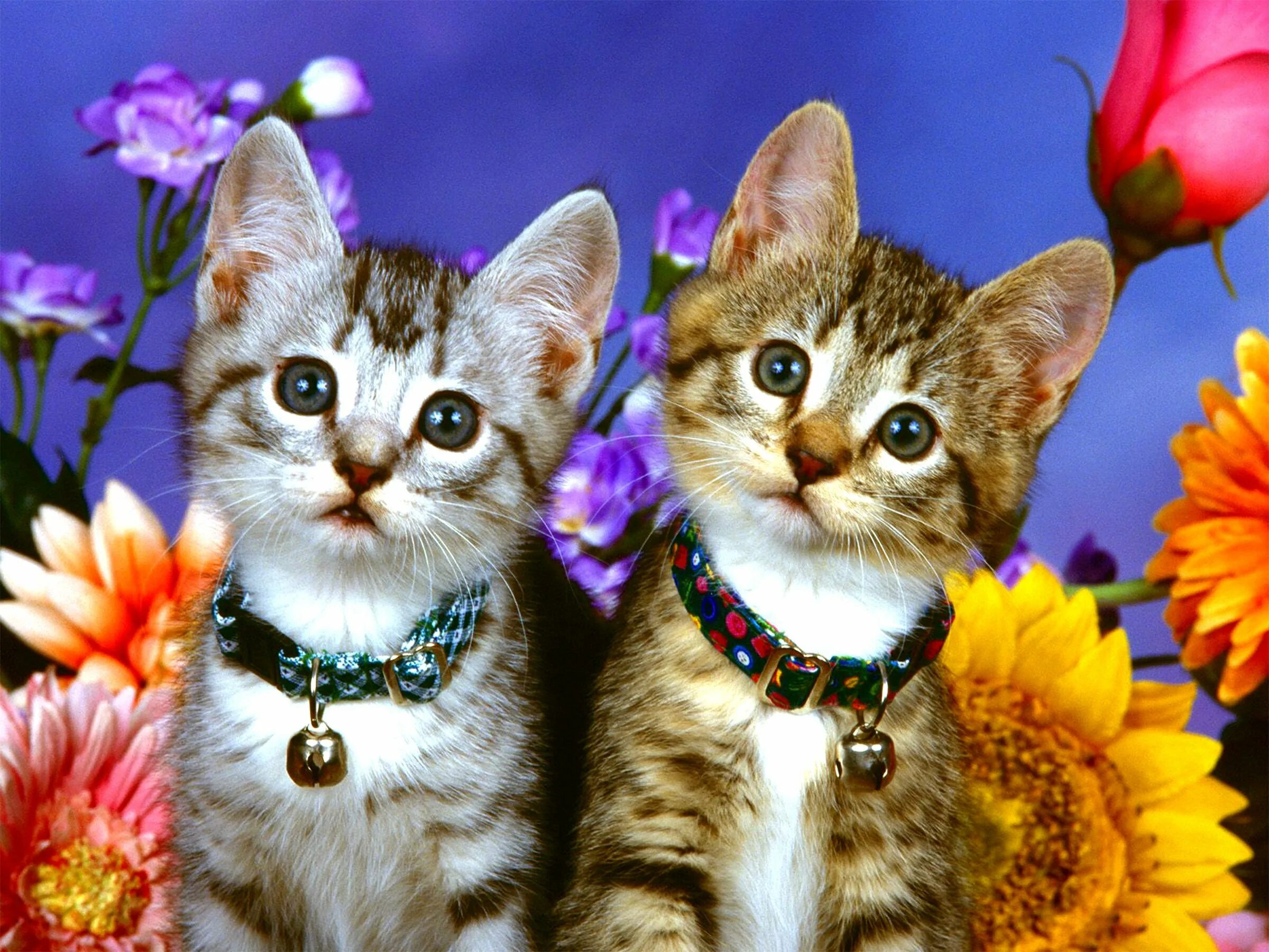 Красивые котята. Красивые котики. Красивые кошечки. Картинки котят.