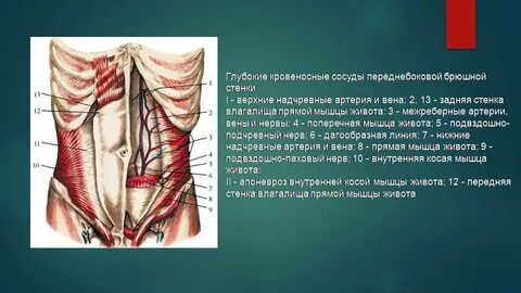 Эпигастральные артерии