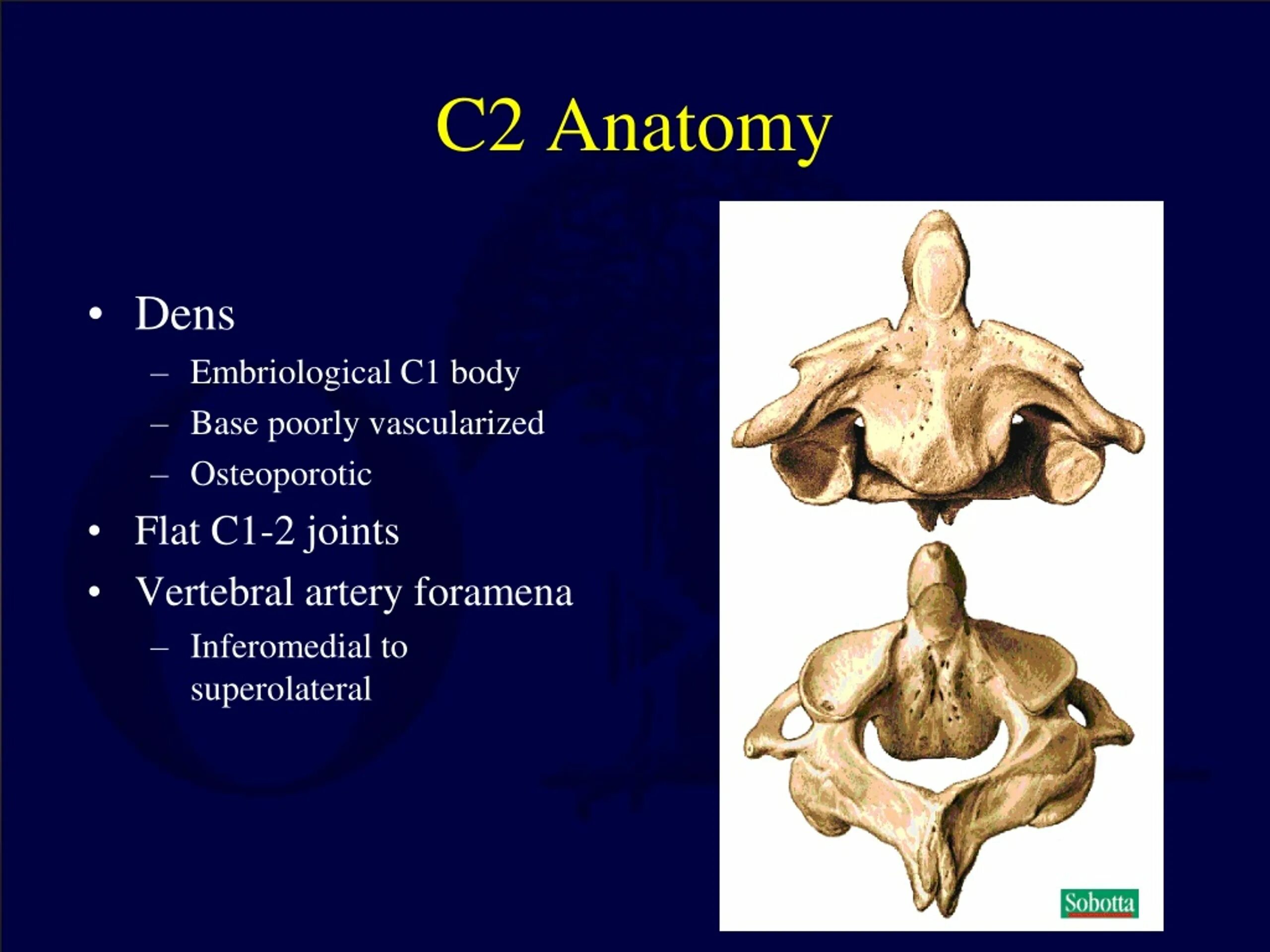 Dens axis. Анатомия c2. dens anatomy. apex dens анатомия.