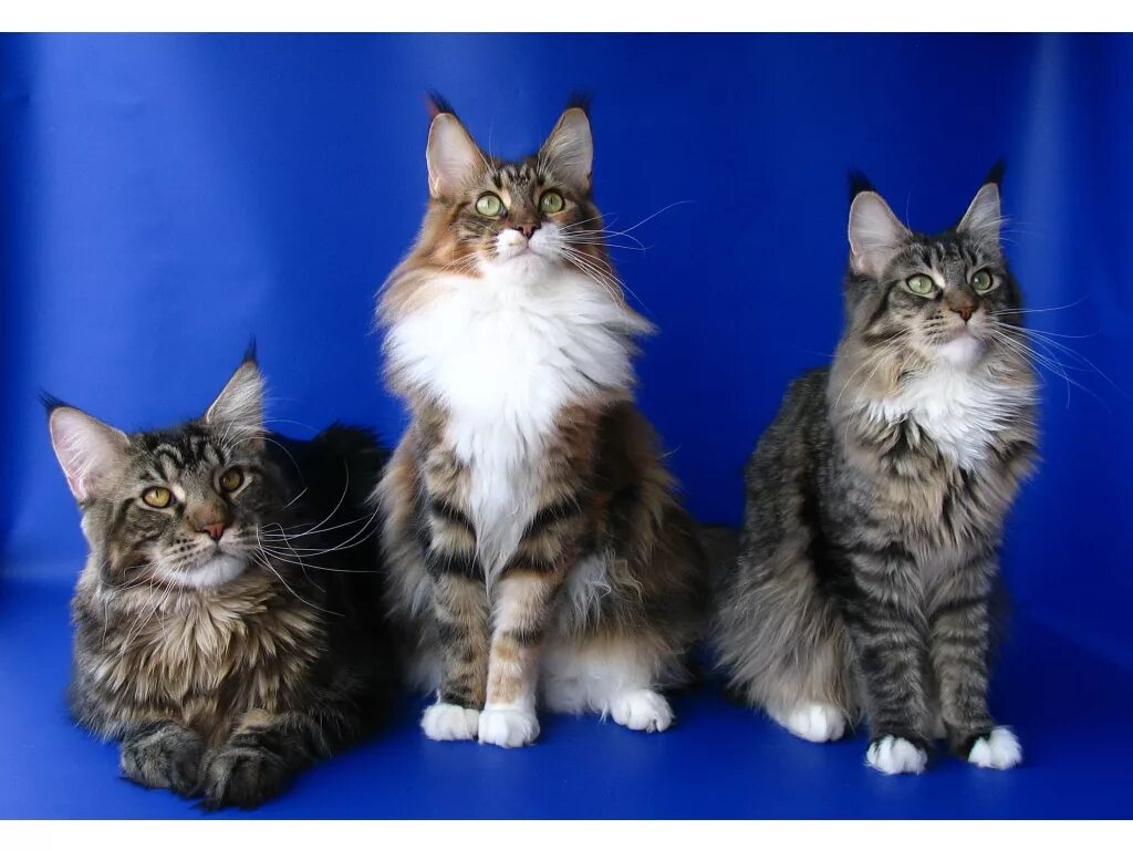 Мейн кун виво. Magic lynx питомник мейн-кунов. Приют мейн кунов. Кошка мейн кун. Майкуны коты авито.