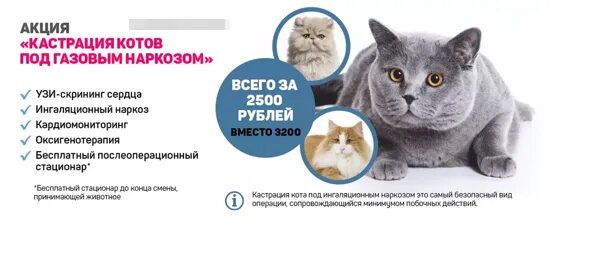 Сколько отходит кот от наркоза кастрация. Кастрация кота акция. стерилизация кота схема.