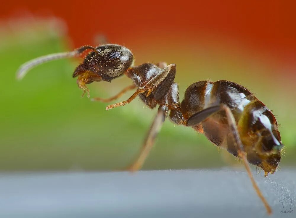Термиты жнецы. Муравей эцитон рой. Тигриный муравей. Андрей павлов фотографии муравьев. Показать про муравьев.