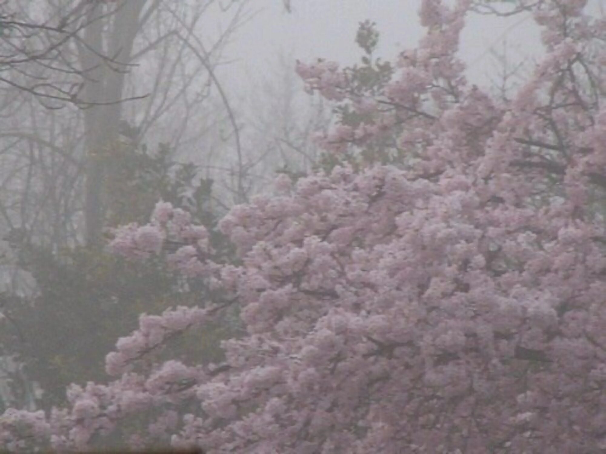Самое красивое место для свадьбы. Рассвет на море. Декор на свадьбу. Поле цветов. Серо розовая эстетика.