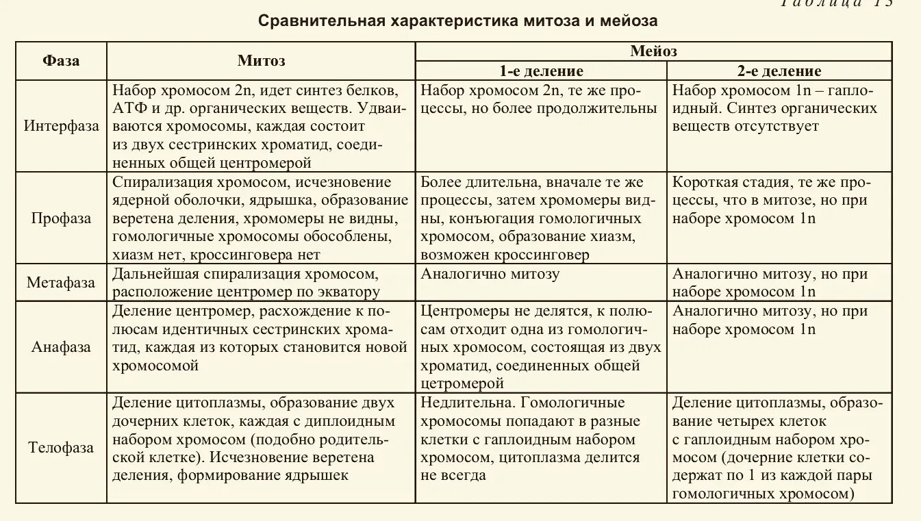 Сколько дочерних клеток образуется в результате деления митозе - Вопросы и ответ