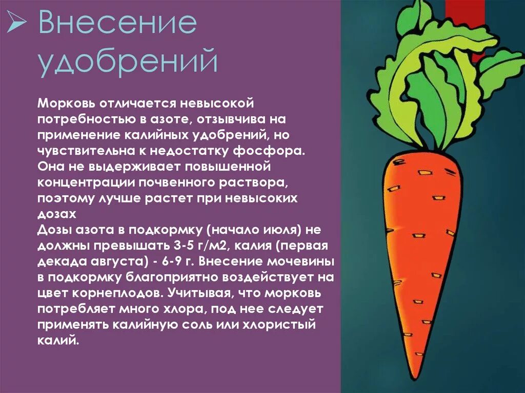 Внесение удобрений для моркови. Схема удобрения моркови. Таблица подкормки моркови. Количество удобрений для моркови.
