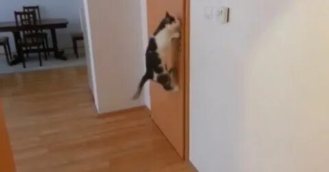 Видео кота открой