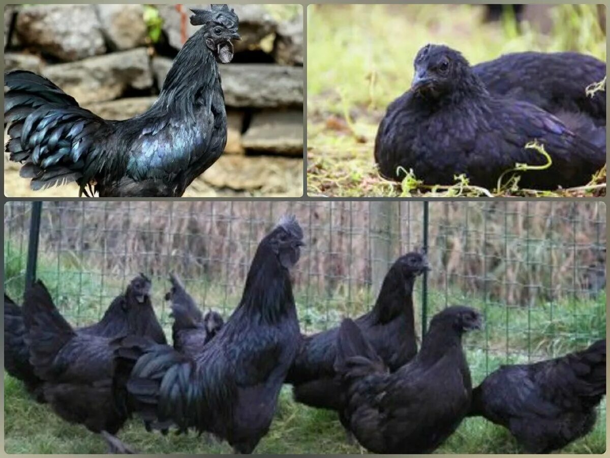 Австралорп хохлатый. Петух леггорн черный. Доминант. Куры черного окраса. Аям цемани порода.