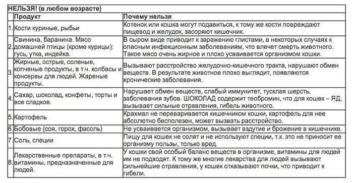 Чем можно кормить котенка в 1