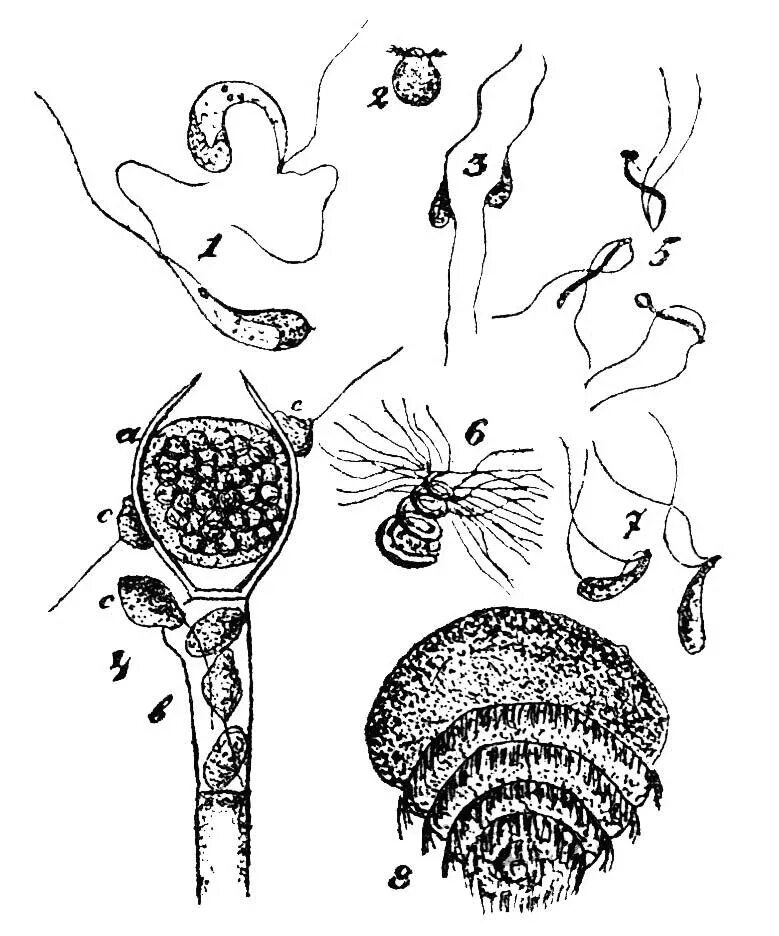 Спермия цветка. Антеридий водорослей. Антеридии Батрахоспермума. Сперматозоид саговника. Сперматозоиды у растений.