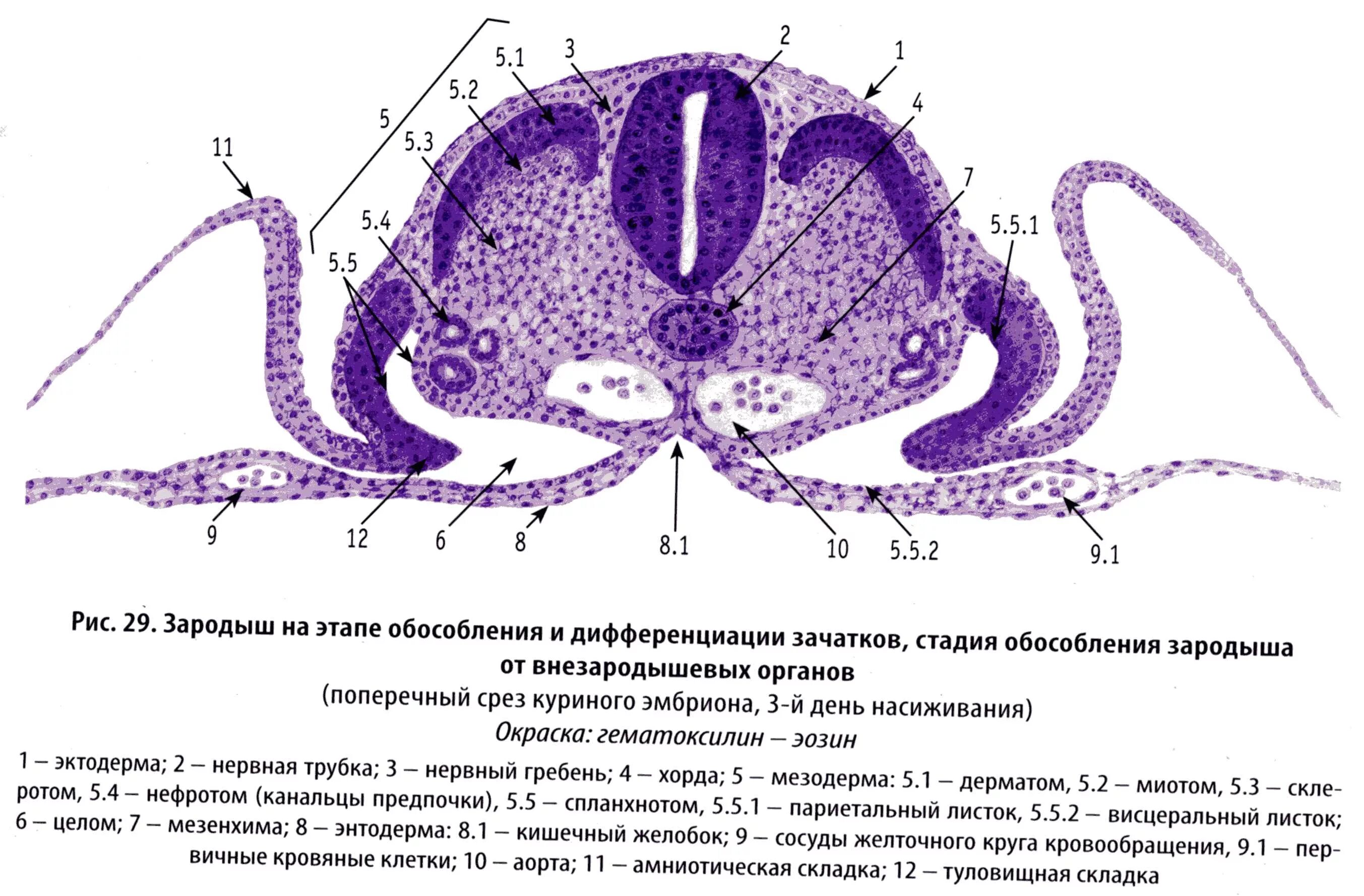 Поперечный срез зародыша курицы гистология. Препарат туловищная и амниотическая складка. Туловищная и амниотическая складки зародыша курицы. Мезенхима зародыша курицы.