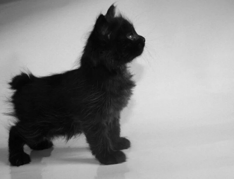 Курильский бобтейл черный длинношерстный. Котенок бобтейл черный. Котенок бобтейл черный. Курильский бобтейл черный. Курильский бобтейл черный.