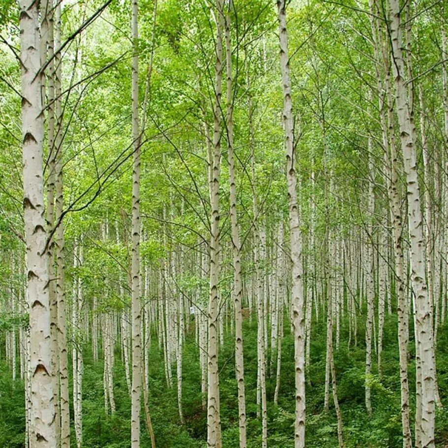 Береза как тип дерева 6 букв сканворд. Береза пушистая betula pubescens. береза даурская (betula dahurica). береза повислая и береза пушистая. береза повислая (бородавчатая).