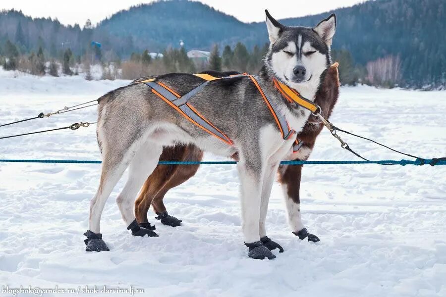 Упряжка для собак. Ездовая шлейка для хаски. Упряжка для собак. Шлейка для маламута. Шлея ездовая manmat.