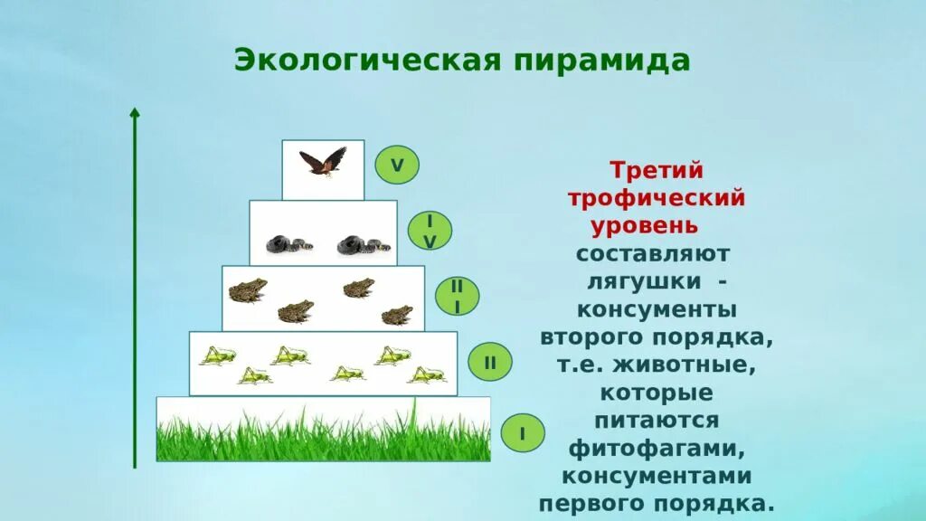 Первый трофический уровень в экосистеме занимают. 1 2 3 Трофический уровень. Экологическая пирамида консументы продуценты. Трофический уровень экологической пирамиды. 2 Трофический уровень.