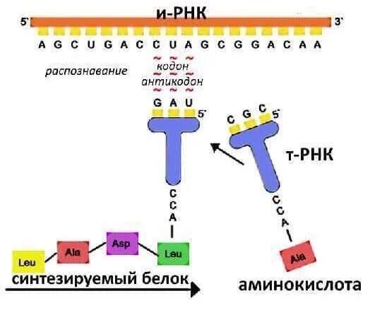 Кодоны т рнк. Триплеты РНК. Кодон и антикодон. Антикодон т-РНК. Триплет кодон антикодон.