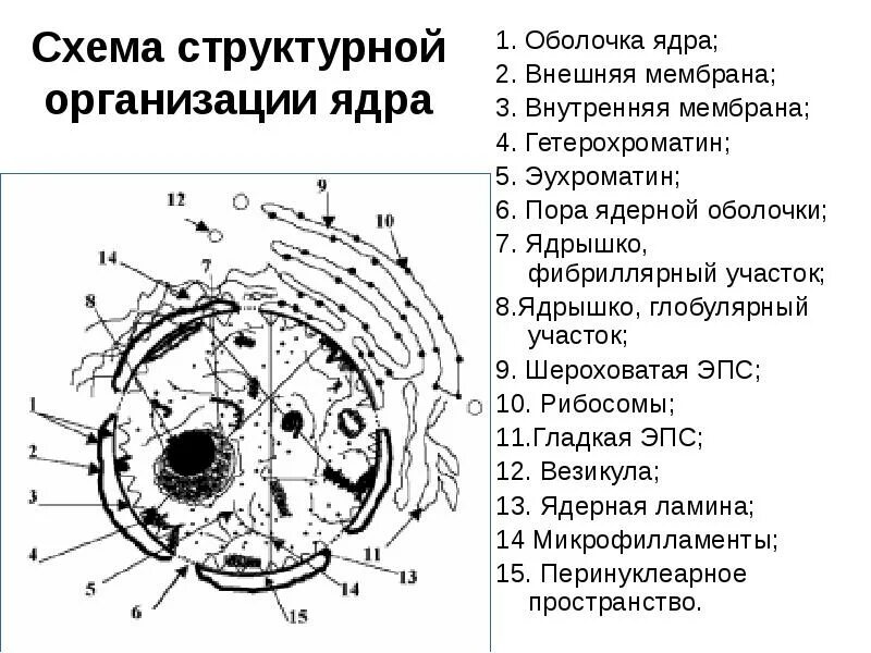 Растворение оболочки ядра происходит в. Схема ядра клетки. Ядерная мембрана схема. Ядерная оболочка схема. Структурная организация ядра.