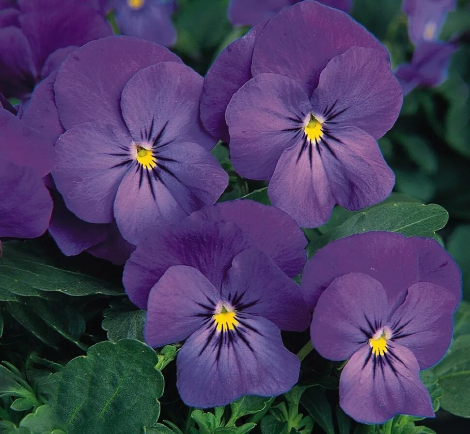 Цветы виола многолетняя. Фиалка рогатая (Viola cornuta). Фиалка рогатая Рубиновая. Виола КОРНУТА синяя. Виола рогатая сорбет синяя.