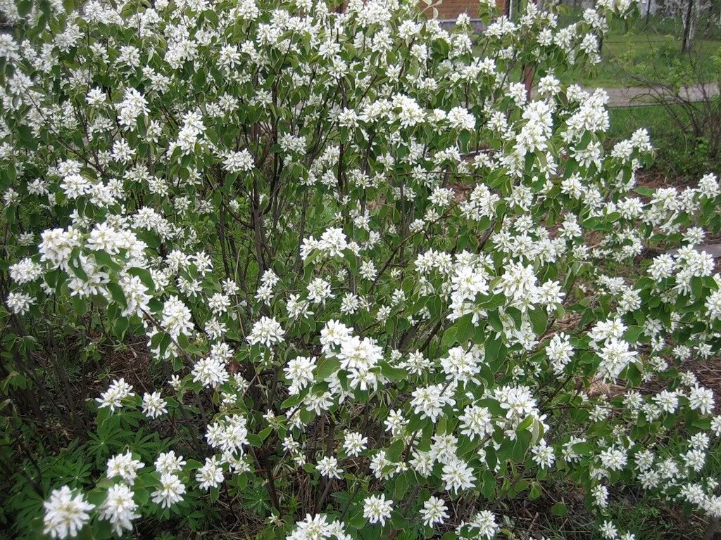 Ирга колосистая amelanchier spicata. Ирга круглолистная дерево. Ирга белая. Ирга колосистая amelanchier spicata. Ирга обыкновенная овальнолистная.
