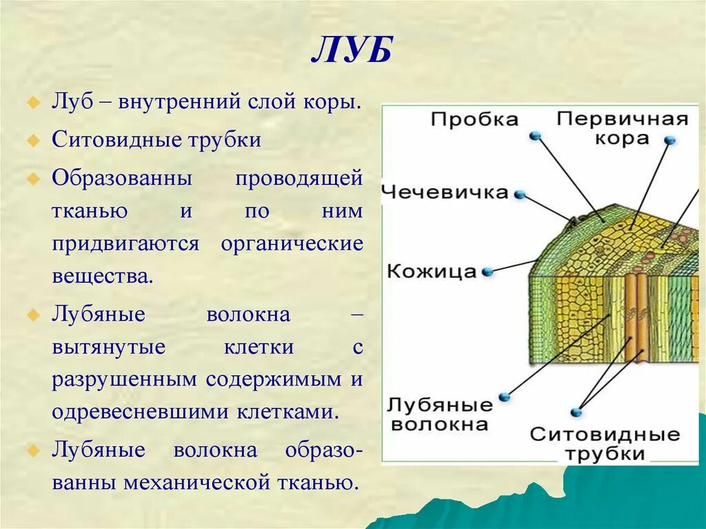 В состав какой ткани входят клетки. Строение стебля древесина Луб. Строение стебля лубяные волокна. Внутреннее строение стебля лубяные волокна.