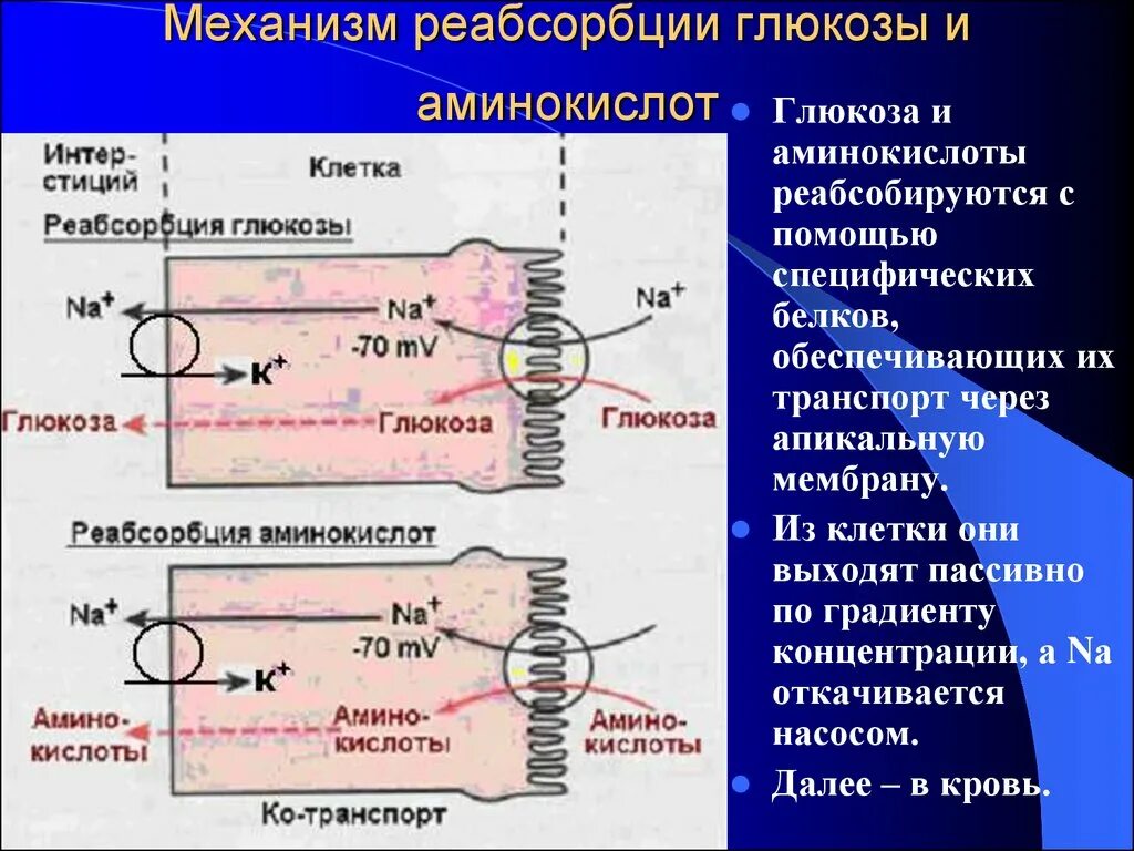 Глюкоза реабсорбируется в. Схема транспорта глюкозы через клеточные мембраны. Вторично активный транспорт веществ через мембрану. Механизм транспорта моносахаридов через мембрану клетки. Вторичный активный транспорт аминокислот.