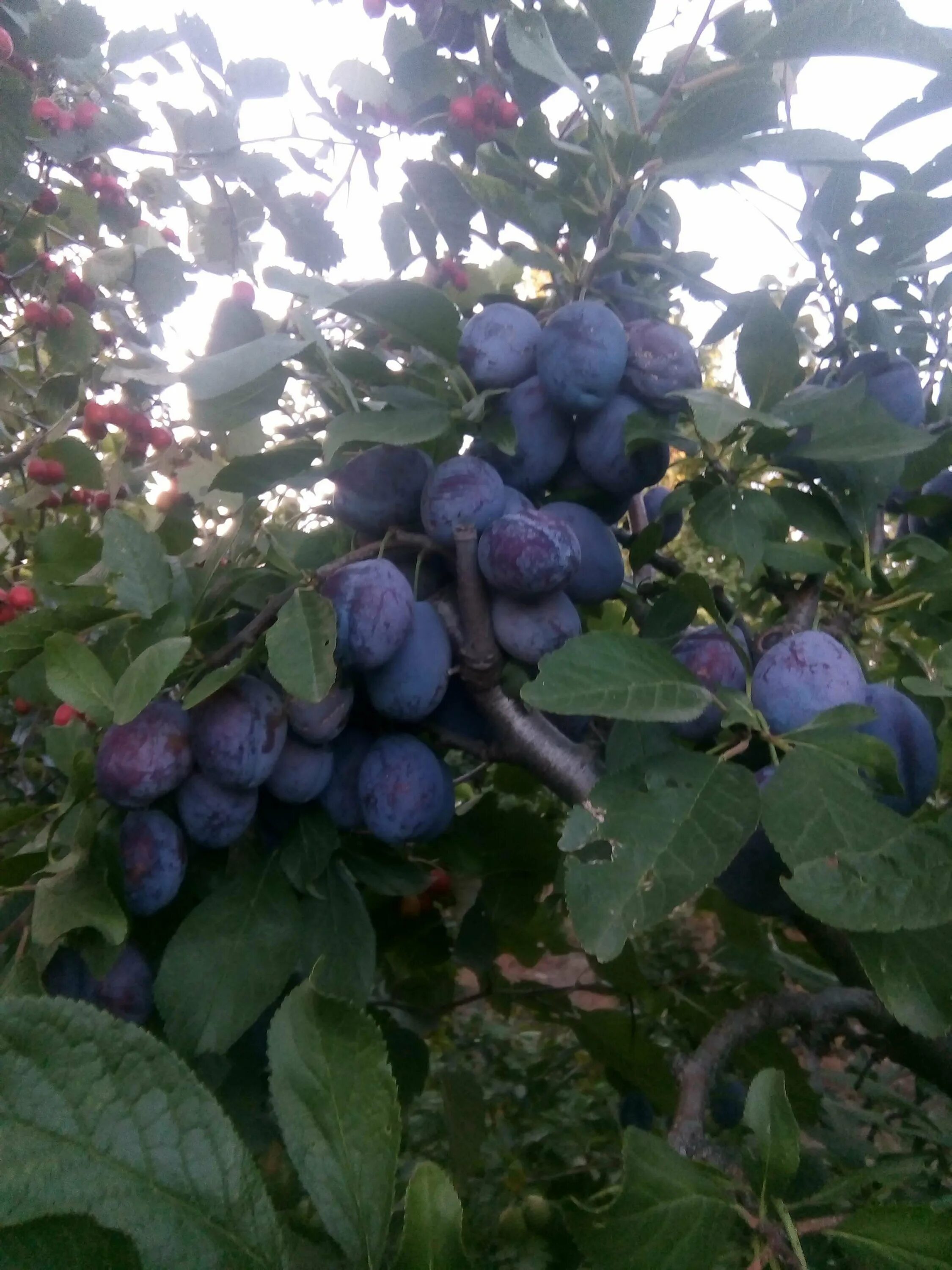 Фруктовый питомник. Питомник деревьев. Кфх твой сад. Фруктовый питомник краснодар. Кфк-фруктовый сад.