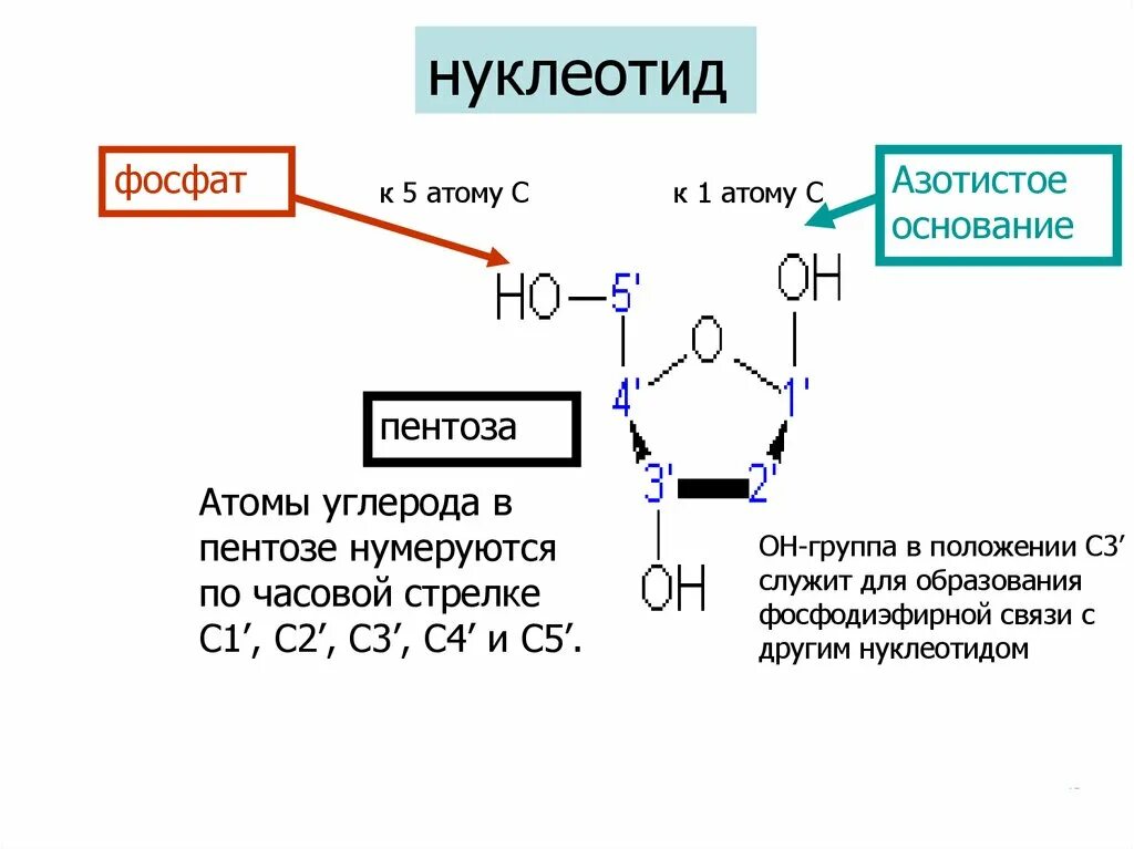 Строение гидроксильной группы. Образование фосфодиэфирной связи. Образование фосфодиэфирной связи между нуклеотидами. Фосфатная группа нуклеотида. Строение нуклеотида фосфатная группа.