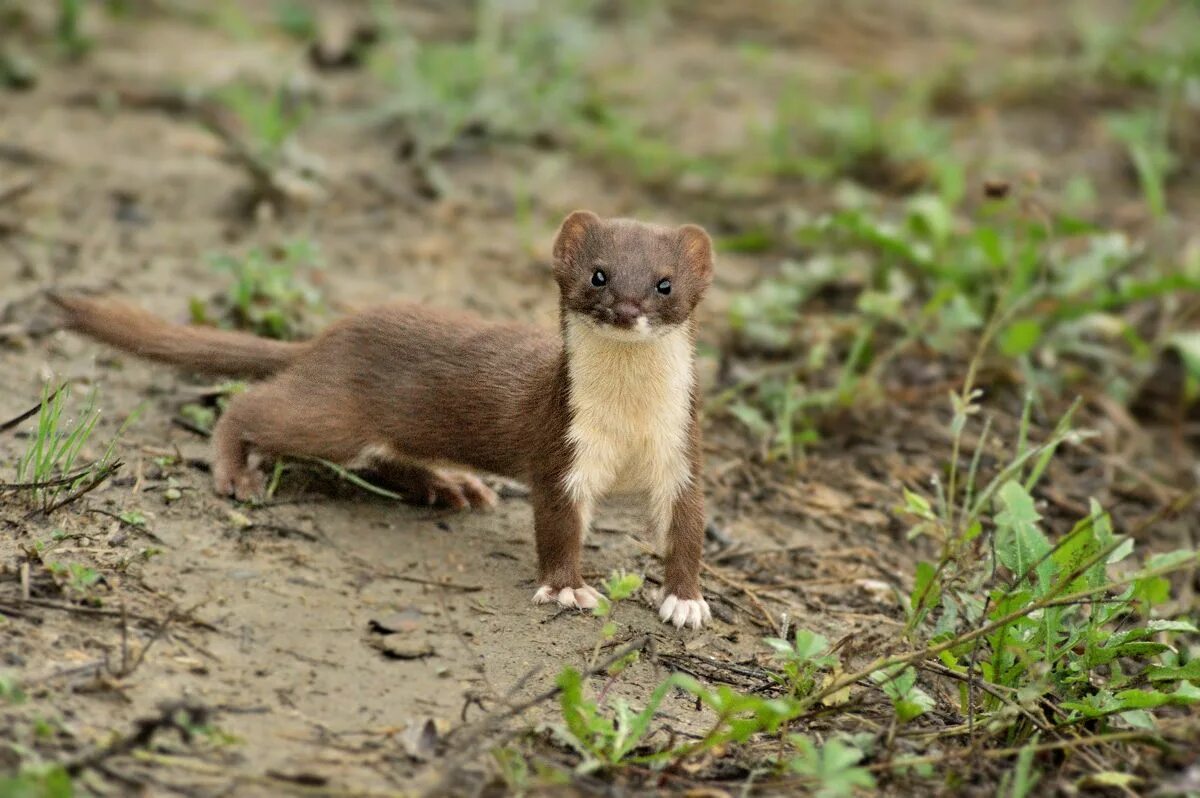 Известно что горностай хищное. Ласка (Mustela nivalis). Ласка (Mustela nivalis) 2023. Weasel Mustela nivalis. Mustela nivalis белая.