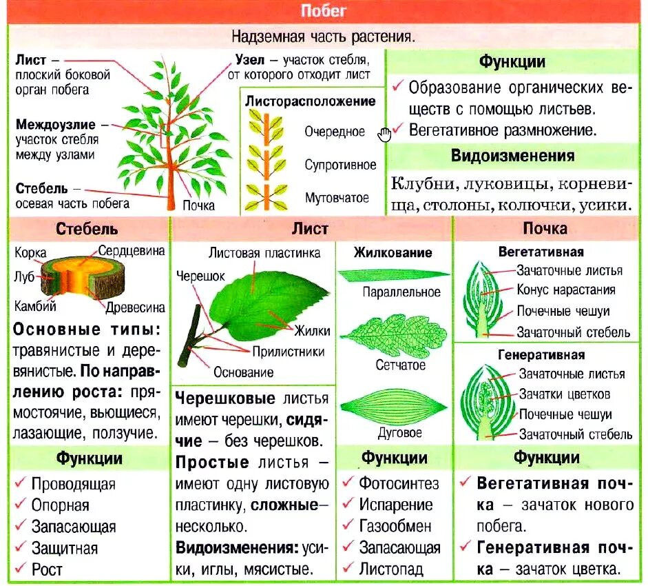 Побег стебель лист и почки 6 класс биология. Побег (строение и функции стебля, листа и почки). Таблица видоизменения строение функции растений листьев. Побег лист стебель почка таблица.