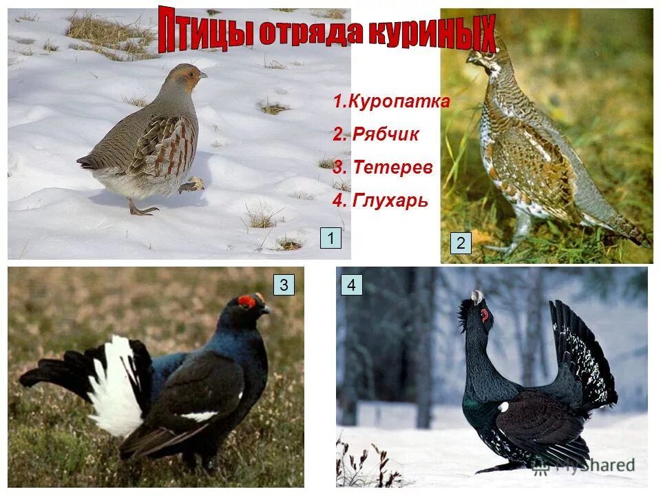 Как выглядит тетерев и глухарь фото птицы Тетерев и глухарь: отличия и есть ли разница между птицами или это одно и то же,