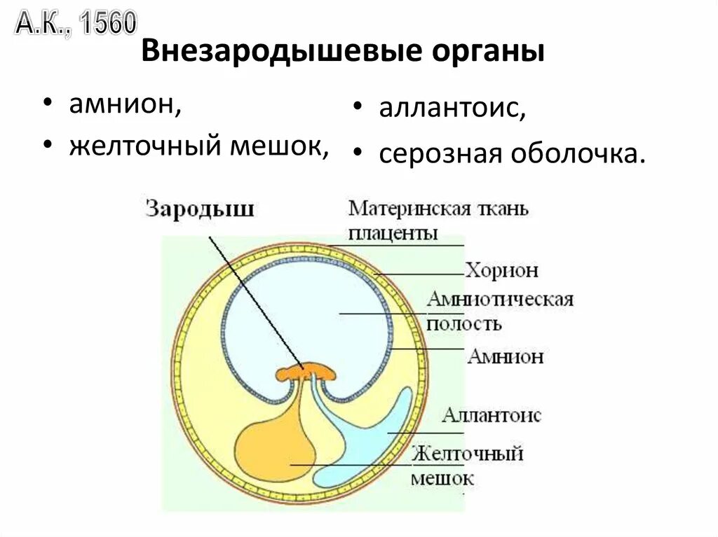 Серозная оболочка аллантоис амниотическая оболочка. Хорион аллантоис. Функции хориона аллантоиса желточного мешка. Строение зародыша хорион амнион.