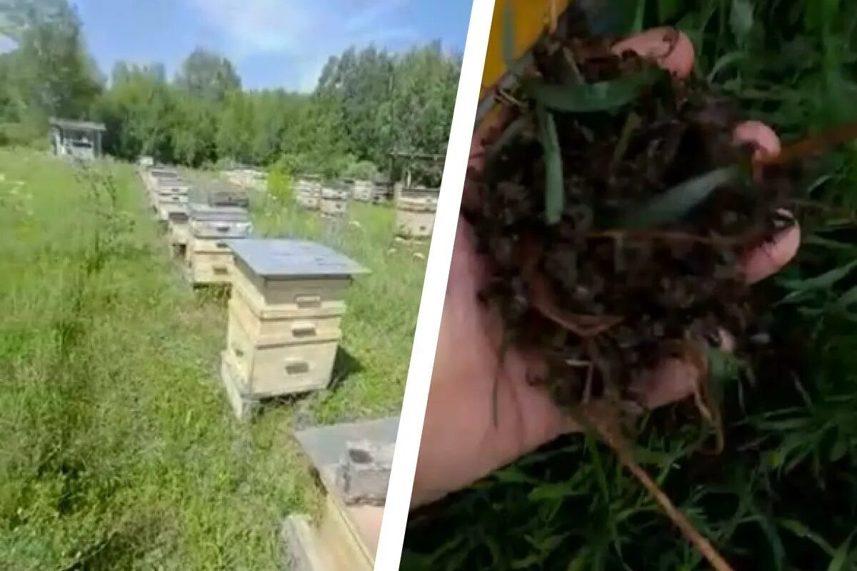 Пчеловоды новосибирска