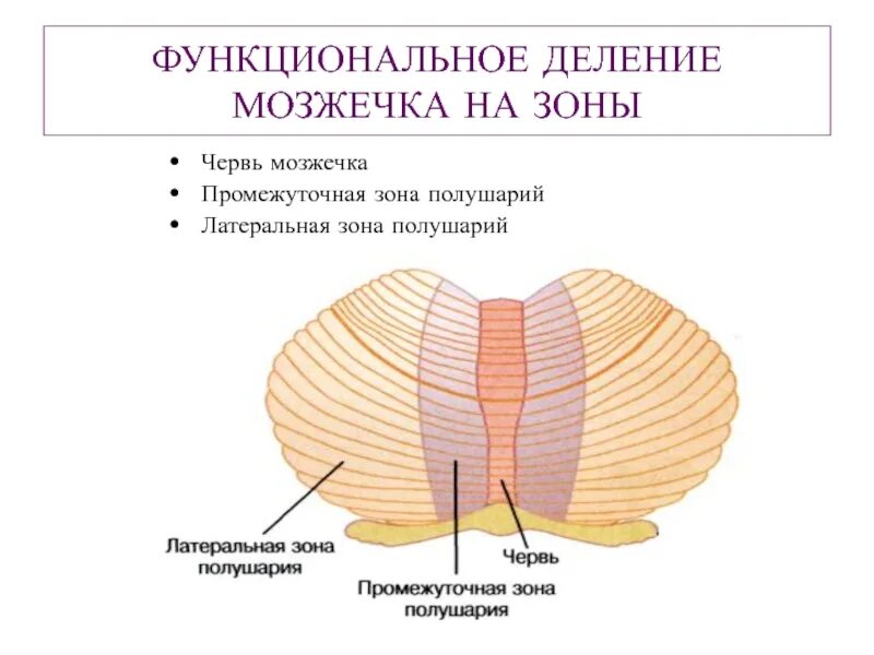 Мозжечок анатомия функции. Морфофункциональная организация мозжечка. Ядра мозжечка схема. Мозжечок строение и функции физиология.