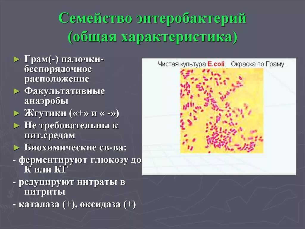 Энтеробаатерия микробиология морфология. Характеристика семейства энтеробактерий микробиология. Морфология энтеробактерий микробиология. Современная классификация семейства энтеробактерий.