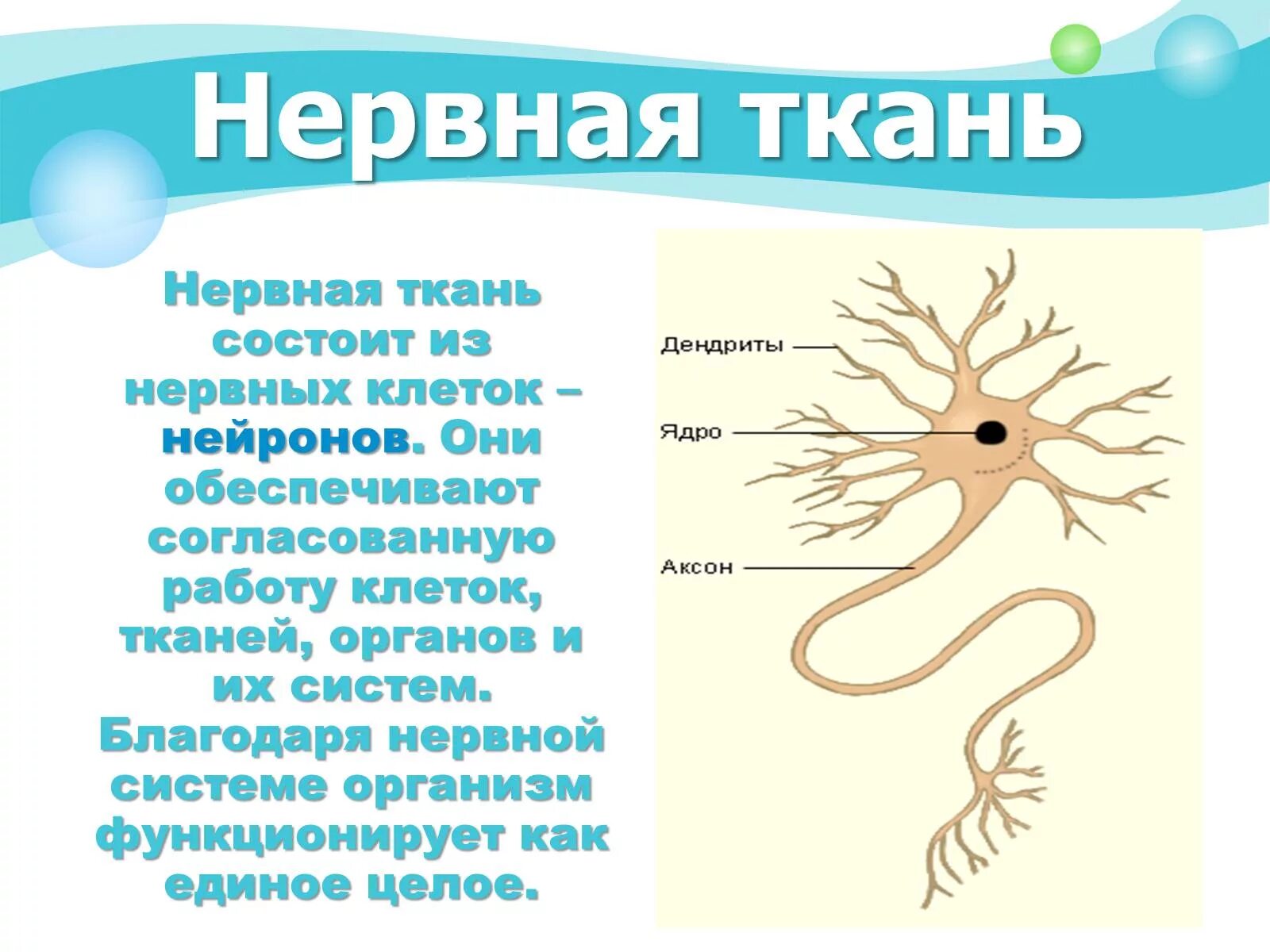 Нервная ткань состоит из собственно нервных клеток. Нервная ткань. Нервная ткань состоит. Нервная ткань состоит зи. Мерная ткань состоит из.