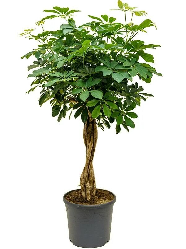 Шеффлера арборикола джанин. Шеффлера далтон. Шефлера цветок приметы. Шеффлера герда. Шеффлера древовидная нора.